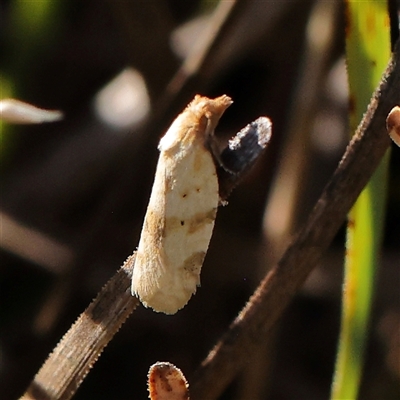 Merophyas divulsana (Lucerne Leafroller (Tortricinae, Archipini) at Gundaroo, NSW - 2 Dec 2024 by ConBoekel