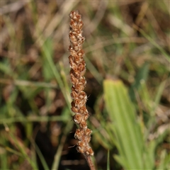 Plantago varia (Native Plaintain) at Gundaroo, NSW - 1 Dec 2024 by ConBoekel