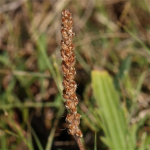 Plantago varia at Gundaroo, NSW - 2 Dec 2024