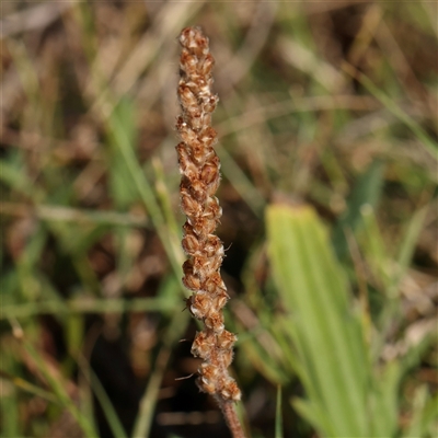 Plantago varia (Native Plaintain) at Gundaroo, NSW - 1 Dec 2024 by ConBoekel