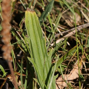 Plantago varia at Gundaroo, NSW - 2 Dec 2024