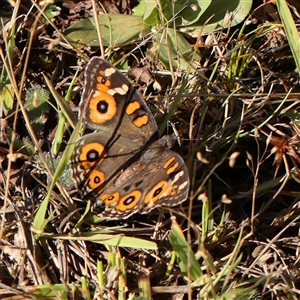 Junonia villida (Meadow Argus) at Gundaroo, NSW by ConBoekel