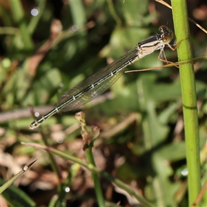 Xanthagrion erythroneurum at Gundaroo, NSW - 2 Dec 2024 08:14 AM