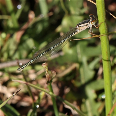 Xanthagrion erythroneurum (Red & Blue Damsel) at Gundaroo, NSW - 1 Dec 2024 by ConBoekel