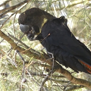 Calyptorhynchus lathami lathami (Glossy Black-Cockatoo) at Colo Vale, NSW by GITM2