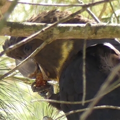 Calyptorhynchus lathami lathami at Colo Vale, NSW - suppressed