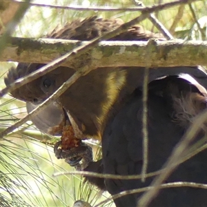 Calyptorhynchus lathami lathami at Colo Vale, NSW - suppressed