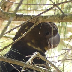 Calyptorhynchus lathami lathami at Colo Vale, NSW - 21 Aug 2019