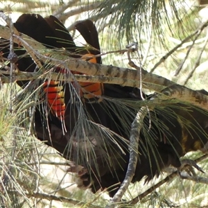 Calyptorhynchus lathami lathami at Colo Vale, NSW - suppressed