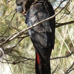 Calyptorhynchus lathami lathami at Colo Vale, NSW - 21 Aug 2019