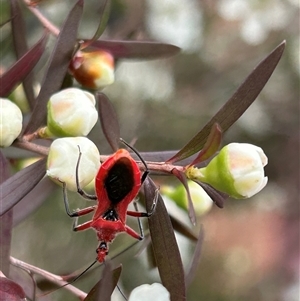 Gminatus australis (Orange assassin bug) at Macgregor, ACT by APB