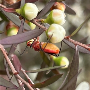 Gminatus australis at Macgregor, ACT - 5 Dec 2024