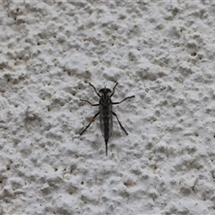 Cerdistus sp. (genus) (Slender Robber Fly) at Lyons, ACT - 5 Dec 2024 by ran452