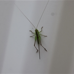 Conocephalus semivittatus (Meadow katydid) at Lyons, ACT - 4 Dec 2024 by ran452