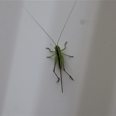 Conocephalus semivittatus (Meadow katydid) at Lyons, ACT - 5 Dec 2024 by ran452