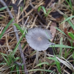 Coprinellus etc. (An Inkcap) at Lyons, ACT - 5 Dec 2024 by ran452