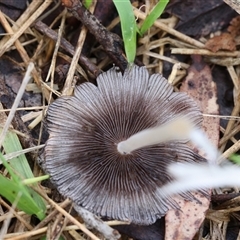 Coprinellus etc. at Lyons, ACT - 5 Dec 2024