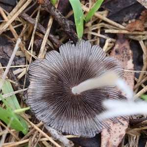 Coprinellus etc. at Lyons, ACT - 5 Dec 2024