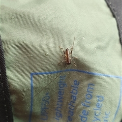 Tettigoniidae (family) (Unidentified katydid) at Diggers Camp, NSW - 5 Dec 2024 by Topwood