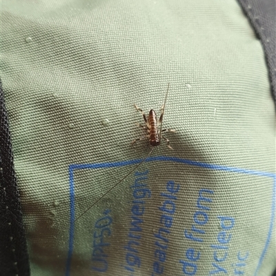 Tettigoniidae (family) (Unidentified katydid) at Diggers Camp, NSW - 5 Dec 2024 by Topwood