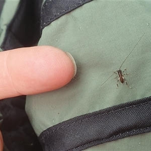 Tettigoniidae (family) at Diggers Camp, NSW - 5 Dec 2024 09:09 AM