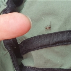 Tettigoniidae (family) at Diggers Camp, NSW - 5 Dec 2024 09:09 AM