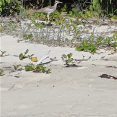 Esacus magnirostris (Beach Stone-curlew) at The Freshwater, NSW - 30 May 2024 by Topwood