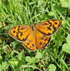 Heteronympha merope at Braidwood, NSW - 5 Dec 2024 09:06 AM