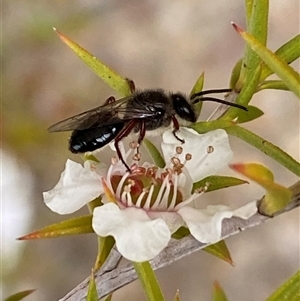 Leioproctus (Leioproctus) recusus at Jerrabomberra, NSW by SteveBorkowskis