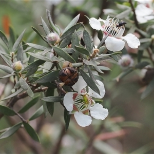 Leptospermum lanigerum at Cotter River, ACT - 2 Dec 2024 03:07 PM