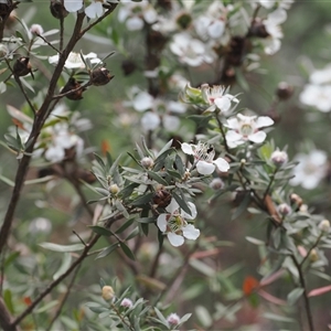 Leptospermum lanigerum at Cotter River, ACT - 2 Dec 2024 03:07 PM