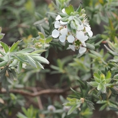 Leptospermum lanigerum at Cotter River, ACT - 2 Dec 2024 03:07 PM