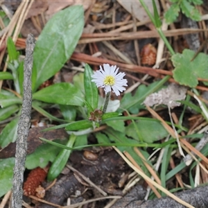 Lagenophora stipitata at Brindabella, NSW - 2 Dec 2024