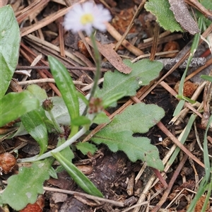 Lagenophora stipitata at Brindabella, NSW - 2 Dec 2024