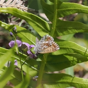 Neolucia agricola (Fringed Heath-blue) at Cotter River, ACT by RAllen