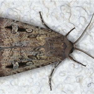 Agrotis infusa at Ainslie, ACT - 15 Nov 2024