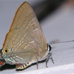 Deudorix diovis (Bright Cornelian) at Sheldon, QLD - 18 Jan 2008 by PJH123