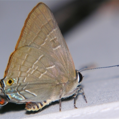 Deudorix diovis (Bright Cornelian) at Sheldon, QLD - 18 Jan 2008 by PJH123