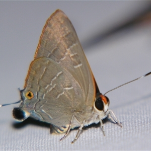 Deudorix diovis at Sheldon, QLD - suppressed
