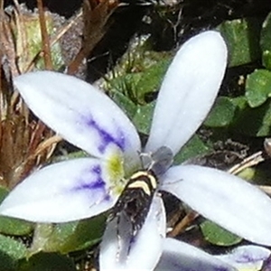 Glyphipterix chrysoplanetis at Borough, NSW - suppressed