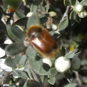 Automolius sp. (genus) at Borough, NSW - suppressed