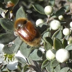 Automolius sp. (genus) at Borough, NSW - suppressed