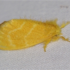 Euproctis lutea (Lymantriinae (Yellow Tussock)) at Sheldon, QLD - 18 Jan 2008 by PJH123