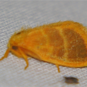 Euproctis lucifuga (A Tussock Moth (Lymantriinae)) at Sheldon, QLD by PJH123