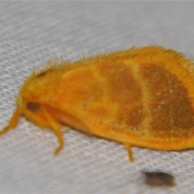 Euproctis lucifuga (A Tussock Moth (Lymantriinae)) at Sheldon, QLD - 18 Jan 2008 by PJH123