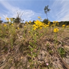 Hypericum perforatum (St John's Wort) at Bredbo, NSW - 25 Nov 2024 by WhiteRabbit