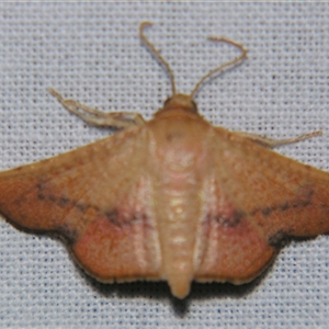 Aglaopus pyrrhata (Leaf Moth) at Sheldon, QLD by PJH123