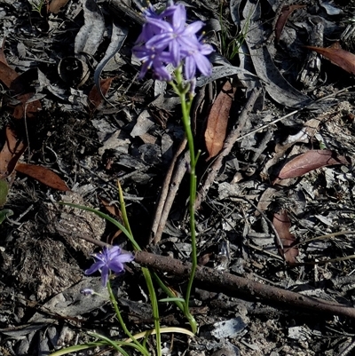 Caesia calliantha (Blue Grass-lily) at Borough, NSW - 2 Dec 2024 by Paul4K