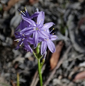 Caesia calliantha at Borough, NSW - 2 Dec 2024