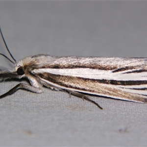 Unidentified Pyralid or Snout Moth (Pyralidae & Crambidae) at Sheldon, QLD by PJH123